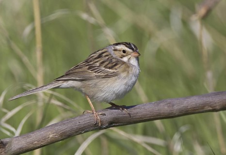 Clay-colored Sparrow (Spizella pallida), North Dakota, USA