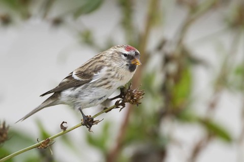 Arctic Redpoll - Polar-Birkenzeisig - Carduelis hornemanni exilipes, Germany