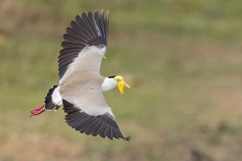 Masked Lapwing (Vanellus miles) perched on a branch in Papua New Guinea