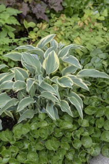 Funkia (Hosta 'First Frost'), Anchers Havecenter, Gothenburg, Västra Götalands län, Sweden