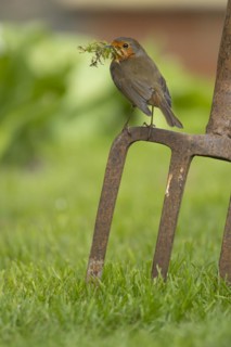 European robin (Erithacus rubecula) adult bird on a garden fork with nesting material in its beak