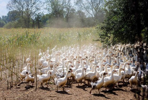 Wittichenau, Oberlausitz, Saxony, Germany - Geese in the maize field, animals on the family-run