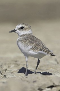 Snowy Plover (Charadrius nivosus), Oregon, USA