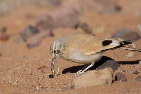 Greater Hoopoe-Lark (Alaemon alaudipes) female, Morocco