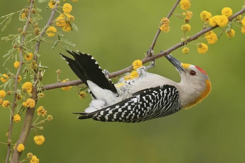 Golden-fronted Woodpecker (Melanerpes aurifrons), Texas, USA