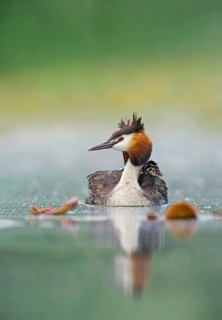 Great Crested Grebe (Podiceps cristatus) with chick, Piedmont, Italy
