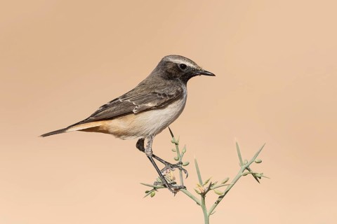 Kurdish Wheatear (Oenanthe xanthoprymna) male perched on a branch, Arava Valley, Israel