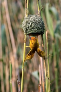 Eastern golden weaver (Ploceus subaureus), adult, male, at the nest, mating, Saint Lucia Estuary,
