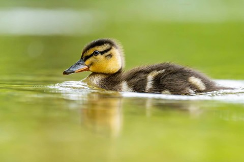 Wild duck (Anas platyrhynchos) chick swimming on a lake, Bavaria, Germany