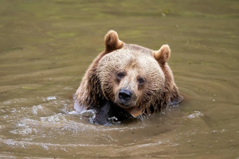 Eurasian brown bear (Ursus arctos arctos) in a little lake, Bavarian Forest, Bavaria, Germany