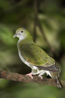 Superb fruit dove (Ptilinopus superbus), female, captive, occurring in Asia and Australia