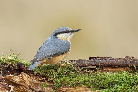 Nuthatch (Sitta europaea), sitting on a tree root covered with moss, Wilnsdorf, North