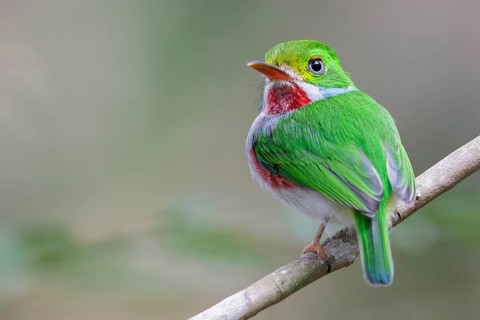Cuban Tody (Todus multicolor) perched on a branch in Cuba