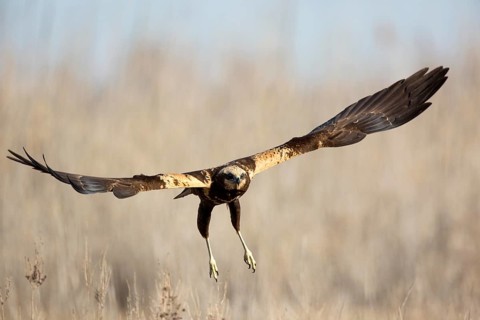 Western Marsh Harrier (Circus aeruginosus) female flying, Castile-La Mancha, Spain