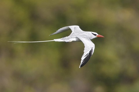 Red-billed Tropicbird (Phaethon aethereus) flying, Trinidad and Tobago