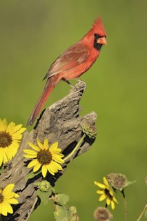 Northern Cardinal (Cardinalis cardinalis) male, Texas, USA