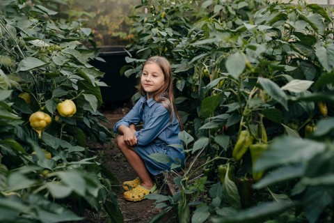 A young girl wearing a denim dress and yellow shoes kneels among green pepper plants. She appears
