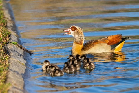 Egyptian goose (Alopochen aegyptiaca) mother with her chicks swimming on a lake, Bavaria, Germany