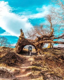 A young woman crouching through a tunnel of a tree on the path of Mount Adarra in Guipuzcoa. Basque