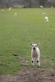 Lamb looking at camera, sheep willow, Moreton-in-Marsh, Cotswolds, England, United Kingdom