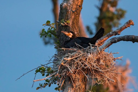 Great Cormorant (Phalacrocorax carbo) on nest, Mecklenburg-Western Pomerania, Germany