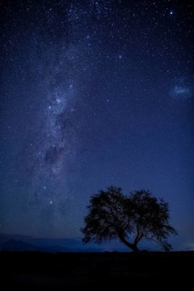 A rare tree in the Atacama Desert of Chile at night wth the Milky Way