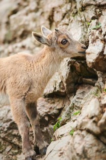Alpine ibex (Capra ibex) youngster, standing on a rock, wildlife Park Aurach near Kitzbuehl,