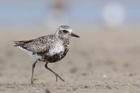 Grey Plover (Pluvialis squatarola), Mecklenburg-Western Pomerania, Germany