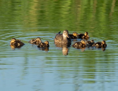 Mallard (Anas platyrhynchos) female and young birds swimming on a lake, blue water, Lower Saxony,