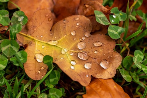 Close-up of the leaf of an oak (Quercus) in autumnal brown colouring on the ground of a forest,
