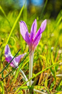 A purple crocus blooming in a green meadow in spring, autumn crocus (Crocus speciosus)