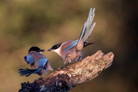 Iberian Magpie (Cyanopica cooki) wrangling, Andalusia, Spain