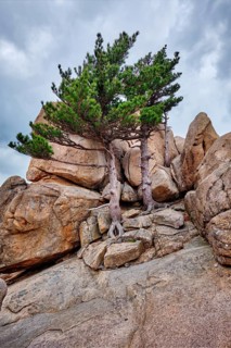 Rock with pine trees in cloudy weather. Seoraksan National Park, South Korea