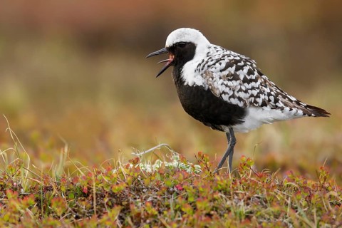 Black-bellied Plover (Pluvialis squatarola) perched on the tundra in Nome, Alaska