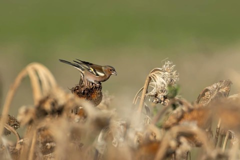 Eurasian chaffinch (Fringilla coelebs) adult male garden bird on a sunflower seedhead in a