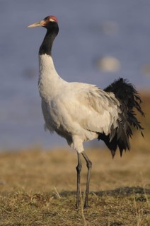 Black-necked Crane (Grus nigricollis), Dashanbo, China
