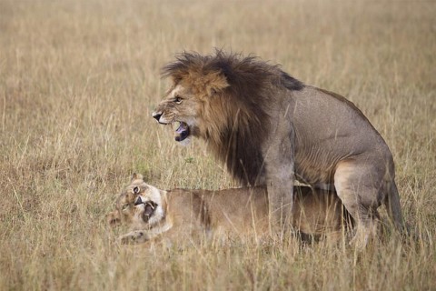 African Lion (Panthera leo) male and female mating, Masai Mara, Kenya