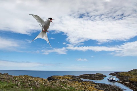 Arctic Tern (Sterna paradisaea), flying, Isle of May, Scotland, United Kingdom
