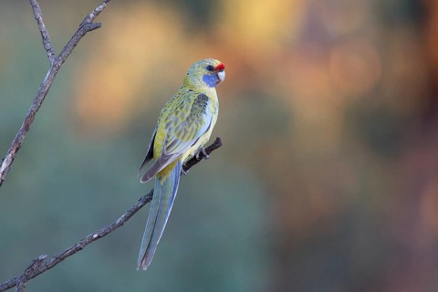 Yellow Rosella (Platycercus elegans flaveolus) male, Victoria, Australia