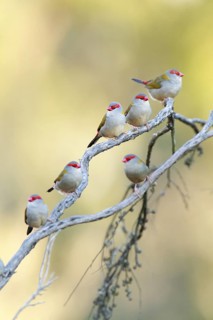 Red-browed Finch (Neochmia temporalis), Victoria, Australia