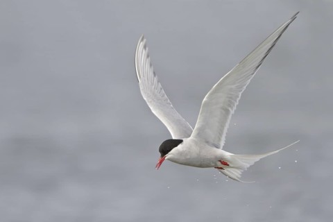 Arctic Tern (Sterna paradisaea) flying, Manitoba, Canada