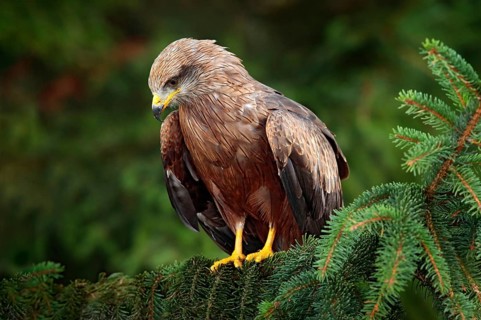 Black Kite, Milvus migrans, brown bird of prey sitting on spruce tree branch with cone. Kite in the