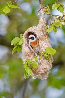 Eurasian Penduline Tit (Remiz pendulinus) male building nest, Saxony-Anhalt, Germany