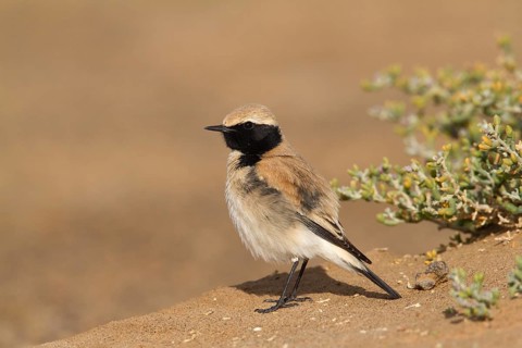 Desert Wheatear (Oenanthe deserti homochroa) male, Morocco
