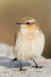 Northern Wheatear (Oenanthe oenanthe), Baden-Wuerttemberg, Germany