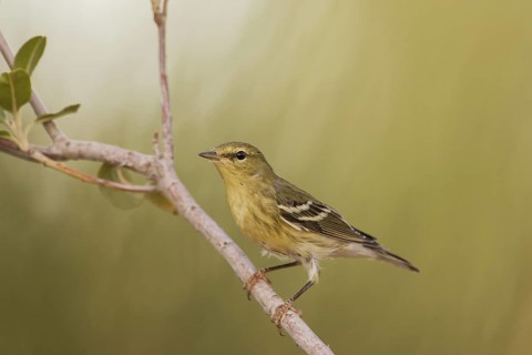 Blackpoll Warbler (Setophaga striata) male, California, USA