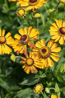 Sunflower (Helenium 'Rauchtopas'),  Germany