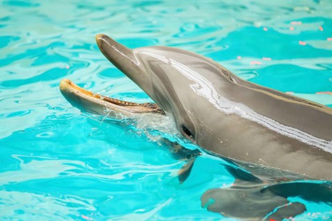Common bottlenose dolphin (Tursiops truncatus) swimming in the water, captive