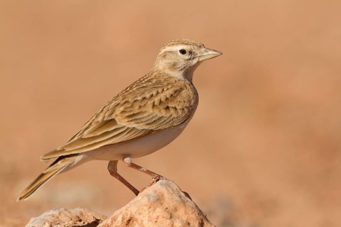 Greater Short-toed Lark (Calandrella brachydactyla), Morocco