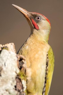 European Green Woodpecker (Picus viridis) male, Castile and Leon, Spain